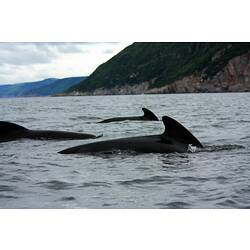 Three Long-flippered Pilot Whale fins visible above water.