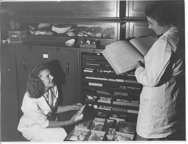 Photograph - Shirley McColl and Hope Macpherson in the Mollusca Collection, National Museum of Victoriria, 1948.