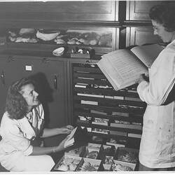 Photograph - Shirley McColl & Hope Macpherson in Mollusca Collection, National Museum of Victoria, Melbourne, 1948