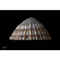 Side view of ribbed, brown and cream limpet shell.