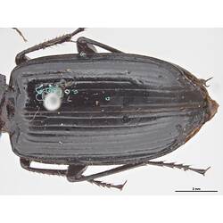Detail of beetle elytra.