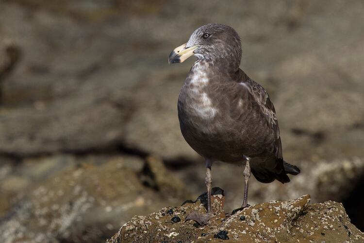 A bird, a young Pacific Gull, standing on a rock.