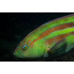Green and brown striped fish, side view.