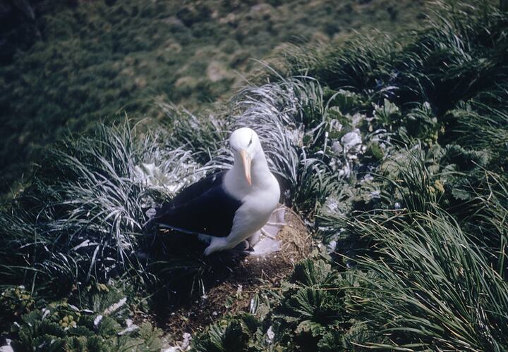 Blackbrow Albatross in Poa Foliosa & Stilborcarpa Polaris, Macquarie Island, Tasmania, Dec 1959