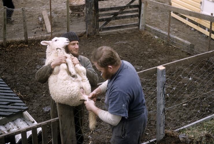Two men holding a sheep for a procedure.