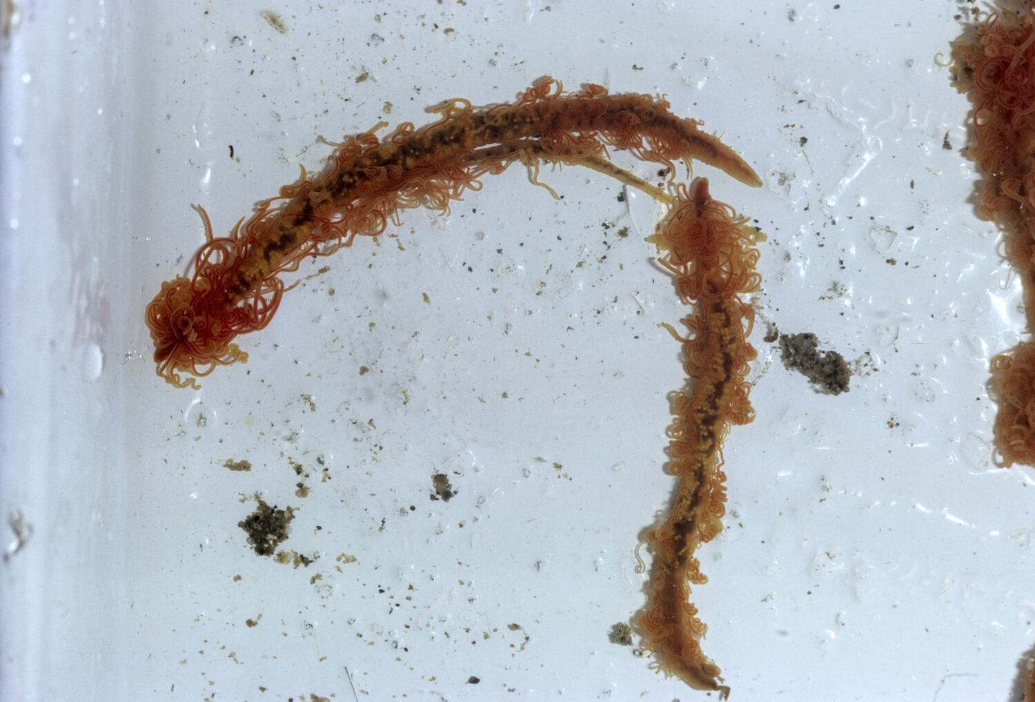Slide Worms Under Rocks, Garden Cove, Macquarie Island, Tasmania, Dec