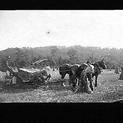 Negative - F.C. Williames Binding Oat Crop, Yarra Junction, Victoria, pre 1920