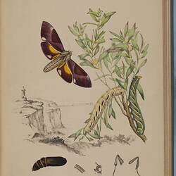 A moth shown at different life stages including larva, pupa and adult against a botanical background and scene