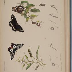 Two butterflies shown at various life stages including  larva, pupa, and adult against a botanical background.