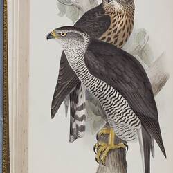 Two birds of prey on a branch. One bird has dark brown feathers on its breast and the other has a black and wh