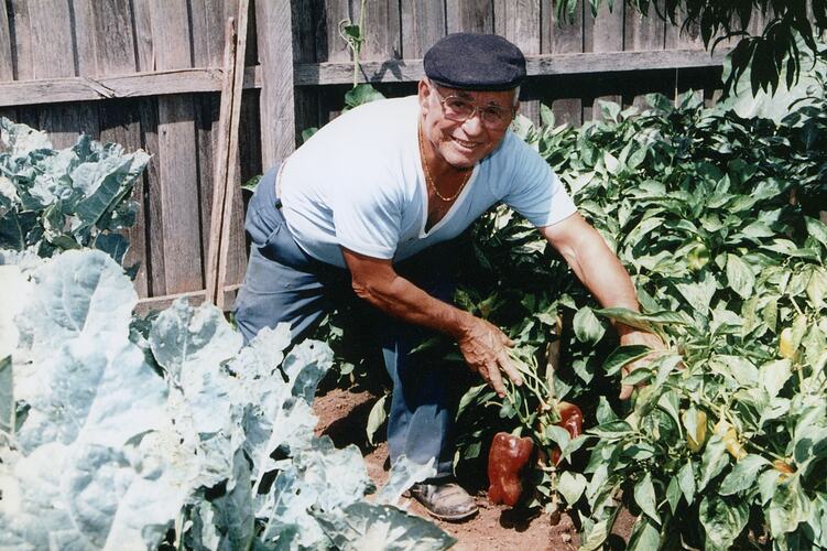Salvatore Mazzarino Picking Capsicums in his Garden, St Albans, Melbourne, 1980s