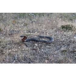 <em>Pseudechis porphyriacus</em>, Red-bellied Black Snake. Grampians National Park, Victoria.