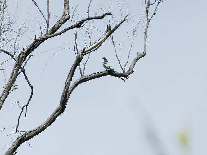 <em>Lalage tricolor</em>, White-winged Triller. Grampians National Park, Victoria.