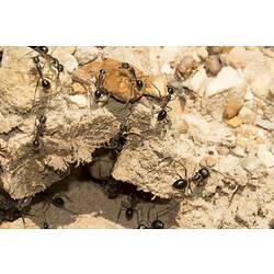 <em>Camponotus</em> sp., carpenter ant. Grampians National Park, Victoria.