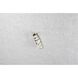 <em>Lepidoscia cataphracta</em>, Psychid moth. Grampians National Park, Victoria.