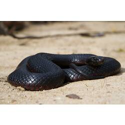<em>Pseudechis porphyriacus</em>, Red-bellied Black Snake. Grampians National Park, Victoria.