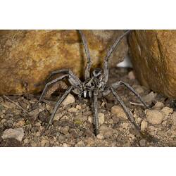 Front view of wolf spider on rocky ground.