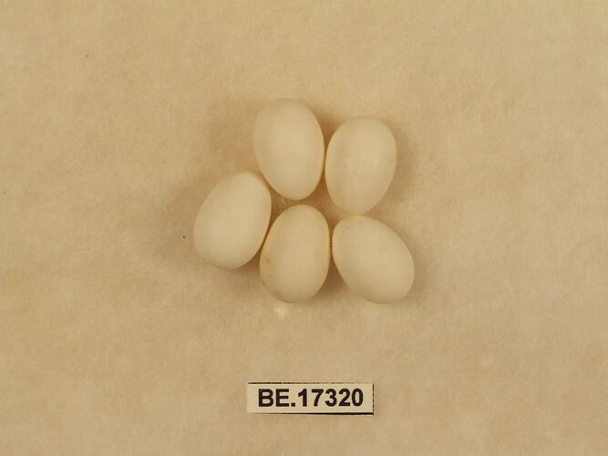 Five bird eggs with specimen label.