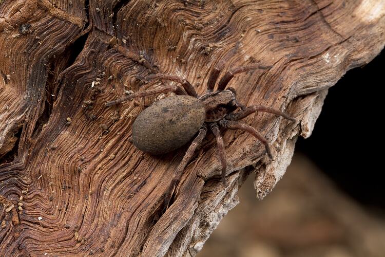 Brown, black spider with large abdomen on bark.