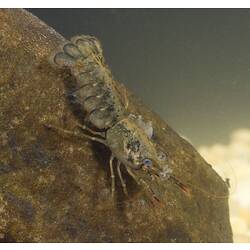 Greyish coloured crayfish with blue eyes on rock.