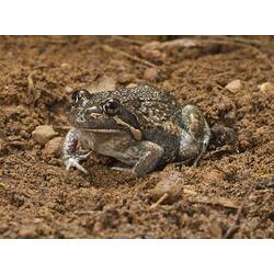Brownish frog, creamy belly, whitish line on face.