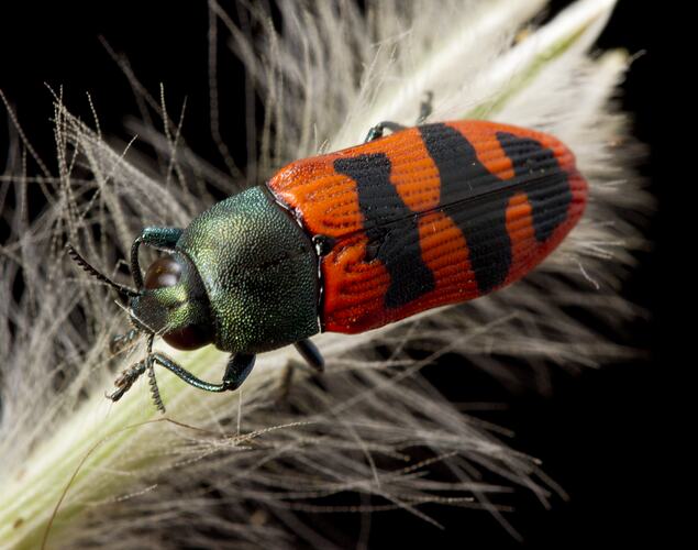 Red and black beetle on white fluffy plant.