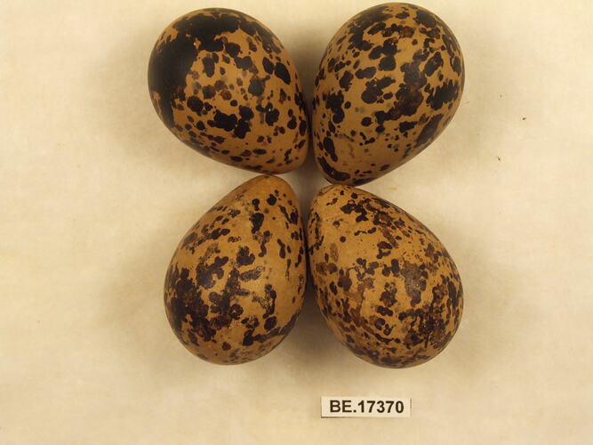 Four bird eggs with specimen label.