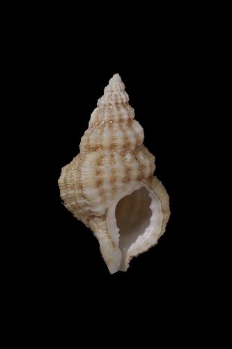 <em>Sassia (Cymatiella) verrucosa</em>, Little Southern Triton, shell.  Registration no. F 179946.