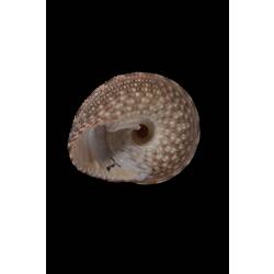 <em>Clanculus limbatus</em>, Keeled Clanculus, shell.  Registration no. F 180037.