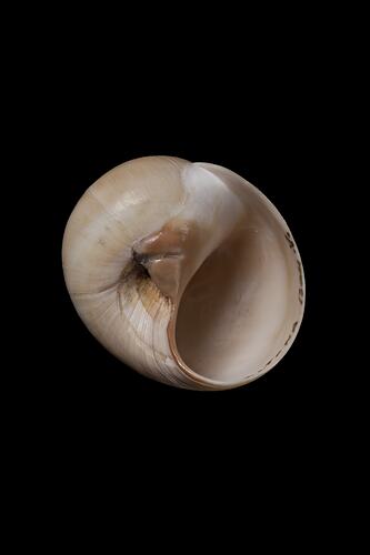 <em>Neverita aulacoglossa</em>, marine snail, shell.  Registration no. F 179011.