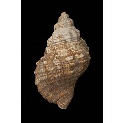 <em>Cabestana spengleri</em>, Spengler's Rock Whelk, shell.  Registration no. F 179991.