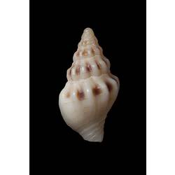 <em>Buccinulum (Tasmeuthria) clarkei</em>, marine snail, shell.  Registration no. F 179235.