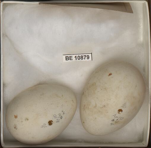 Two bird eggs with specimen labels in box.