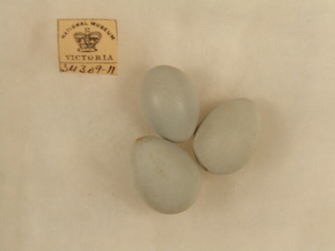 Three bird eggs and specimen label.