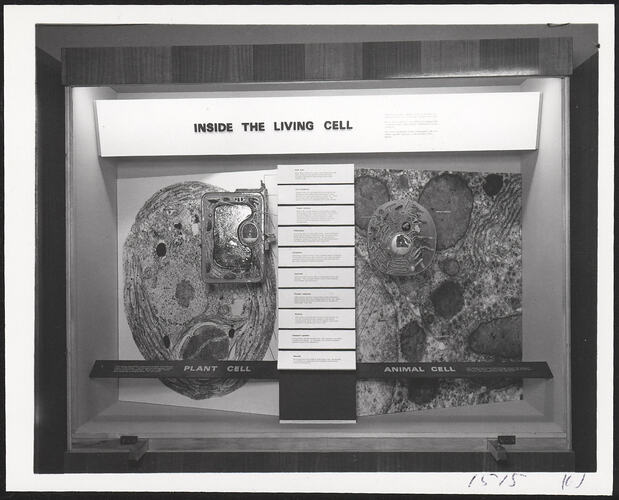 Photograph - Institute of Applied Science, Inside the Living Cell Biology Display Case, Melbourne, Victoria, circa 1970