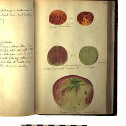 "ALBUM OF WAX FRUIT MODELS"