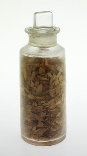 Glass jar and stopper containing brown almond shaped leaves.