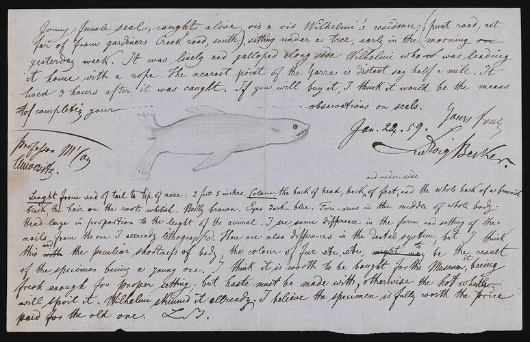Handwritten notes on paper including a sketch of a seal.
