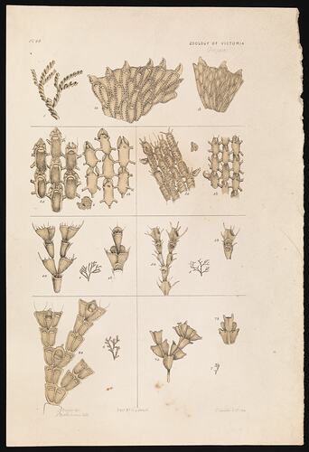 Spiralaria florea