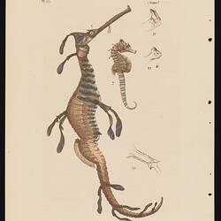 Lithographic colour print - Common Seadragon, Phyllopteryx taeniolatus, & Shorthead Seahorse, Hippocampus breviceps, Ludwig Becker
