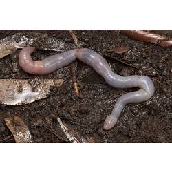 Pink worm on wet dirt.
