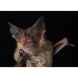 Detail of face of bat with long ears.
