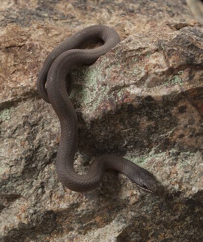 Brown snake with white stripe on mouth on rock.