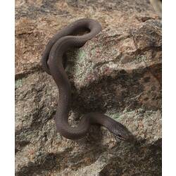 Brown snake with white stripe on mouth on rock.