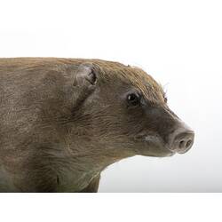 Taxidermied pig specimen, head detail.