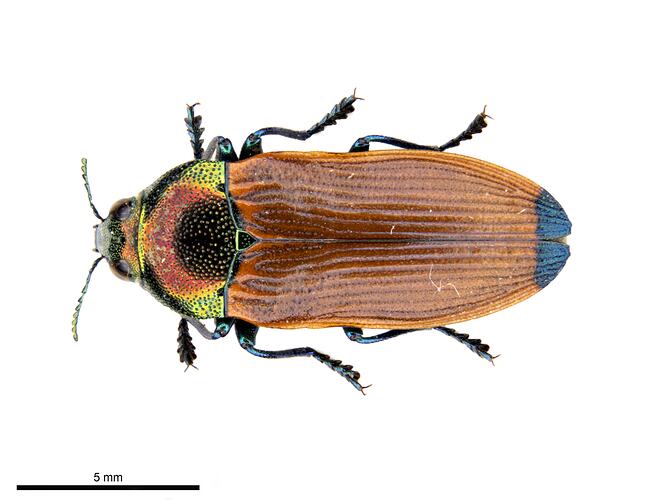 Pinned orange and green jewel beetle specimen, dorsal view.
