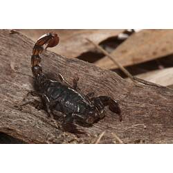 Black scorpion with tail held up.