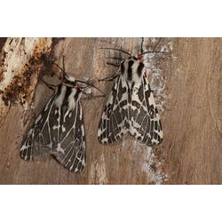 Dorsal view of two black and white moths on bark.