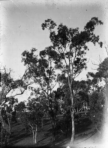 Trees, circa 1910 - 1930