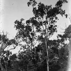 Trees, circa 1910 - 1930